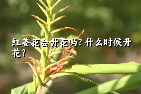 红姜花会开花吗？什么时候开花？