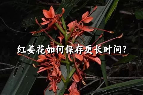 红姜花如何保存更长时间？