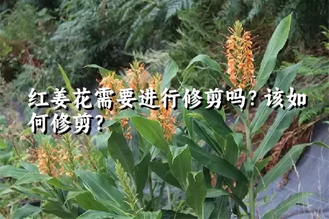 红姜花需要进行修剪吗？该如何修剪？