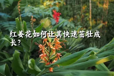 红姜花如何让其快速茁壮成长？