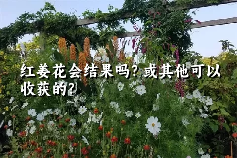 红姜花会结果吗？或其他可以收获的？