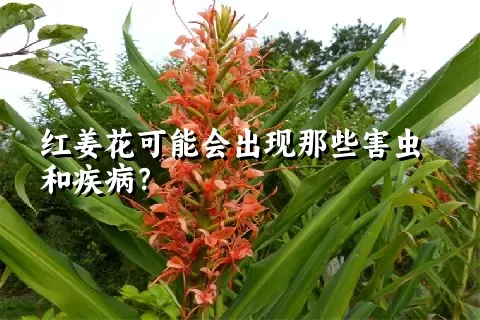 红姜花可能会出现那些害虫和疾病？