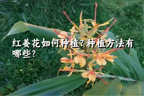 红姜花如何种植？种植方法有哪些？