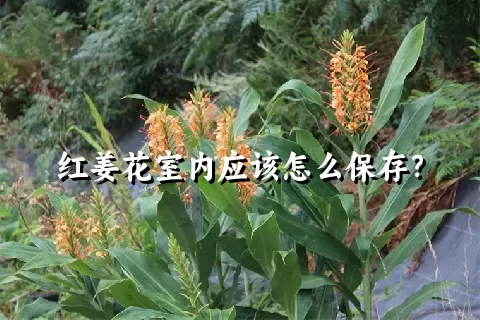 红姜花室内应该怎么保存？