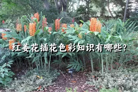 红姜花插花色彩知识有哪些？