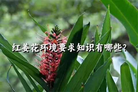 红姜花环境要求知识有哪些？