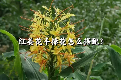 红姜花手捧花怎么搭配？