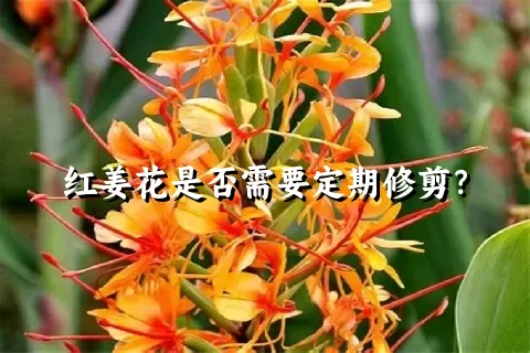 红姜花是否需要定期修剪？