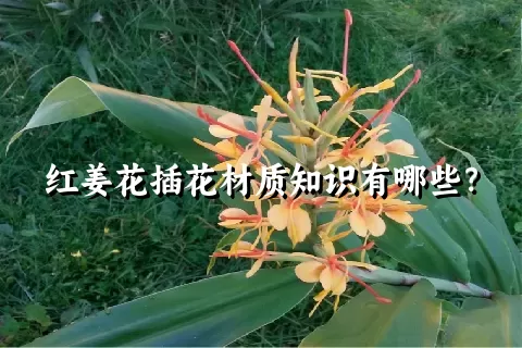 红姜花插花材质知识有哪些？