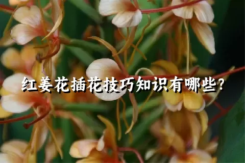 红姜花插花技巧知识有哪些？