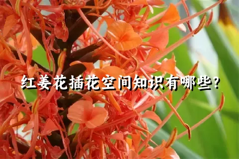 红姜花插花空间知识有哪些？