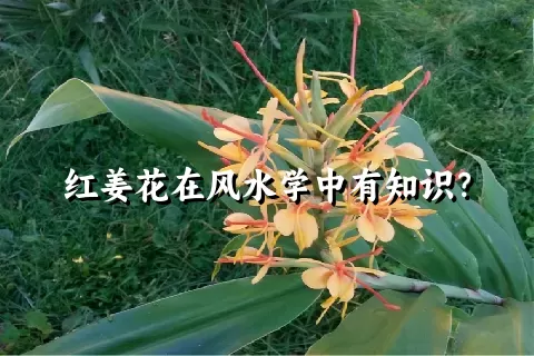 红姜花在风水学中有知识？