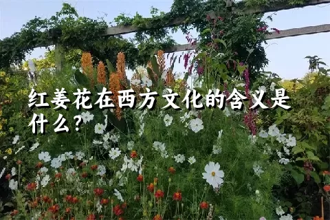 红姜花在西方文化的含义是什么？