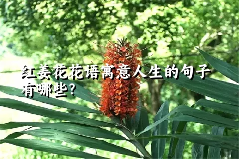 红姜花花语寓意人生的句子有哪些？