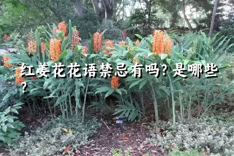 红姜花花语禁忌有吗？是哪些？