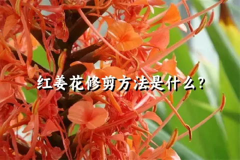 红姜花修剪方法是什么？