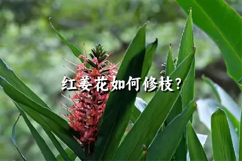 红姜花如何修枝？