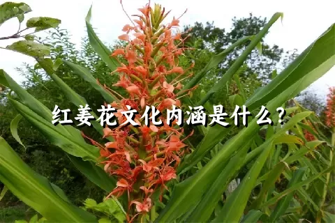 红姜花文化内涵是什么？