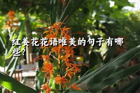 红姜花花语唯美的句子有哪些？