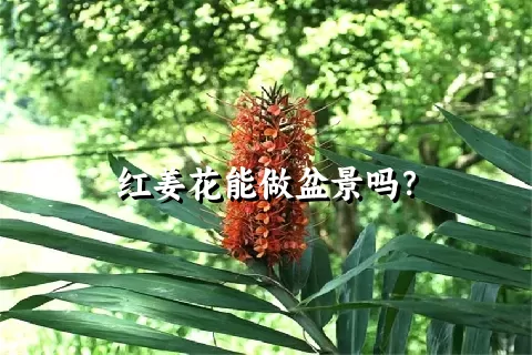 红姜花能做盆景吗？