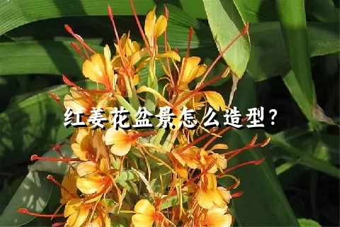 红姜花盆景怎么造型？