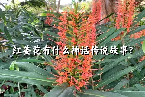 红姜花有什么神话传说故事？