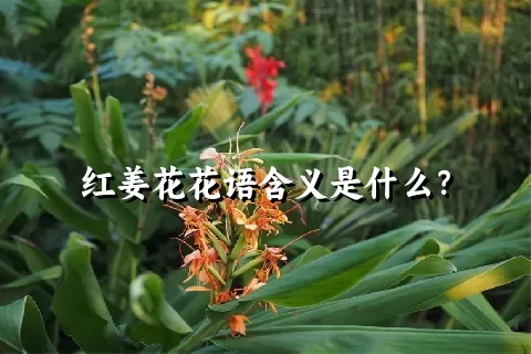 红姜花花语含义是什么？