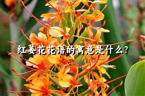 红姜花花语的寓意是什么？