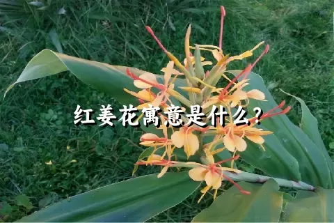 红姜花寓意是什么？