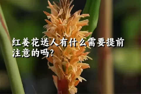 红姜花送人有什么需要提前注意的吗？