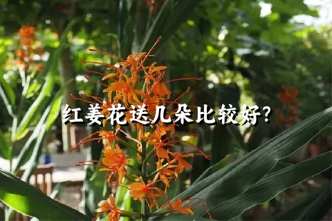 红姜花送几朵比较好？