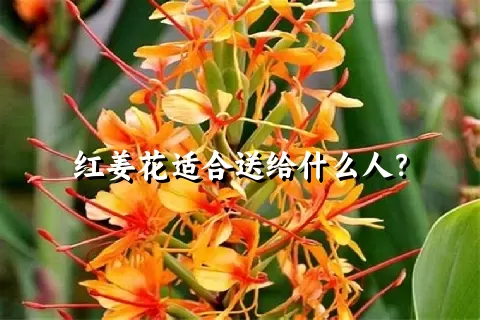 红姜花适合送给什么人？