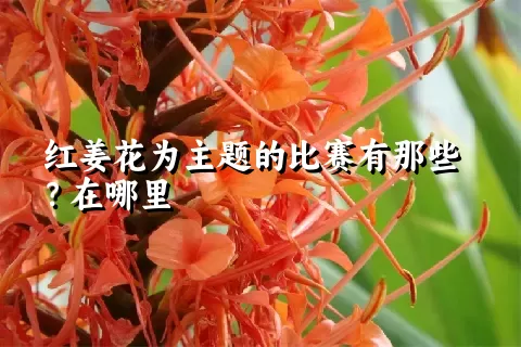 红姜花为主题的比赛有那些？在哪里