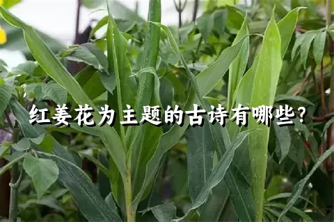 红姜花为主题的古诗有哪些？