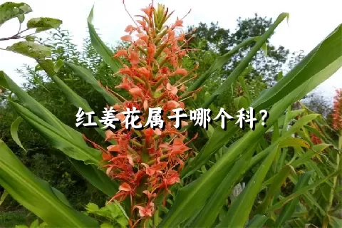 红姜花属于哪个科？