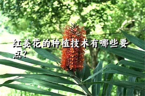 红姜花的种植技术有哪些要点？