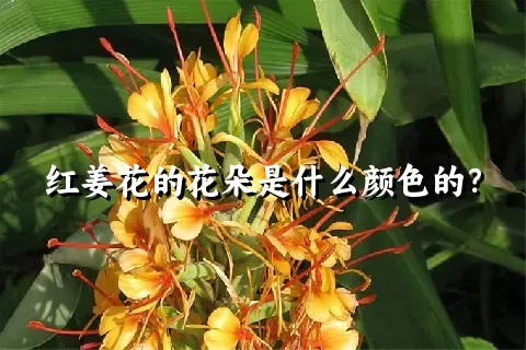 红姜花的花朵是什么颜色的？