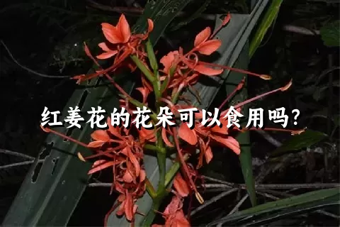 红姜花的花朵可以食用吗？