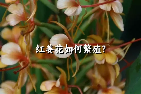 红姜花如何繁殖？