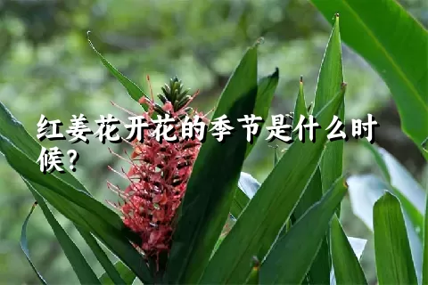 红姜花开花的季节是什么时候？