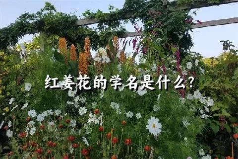 红姜花的学名是什么？