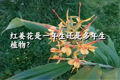 红姜花是一年生还是多年生植物？