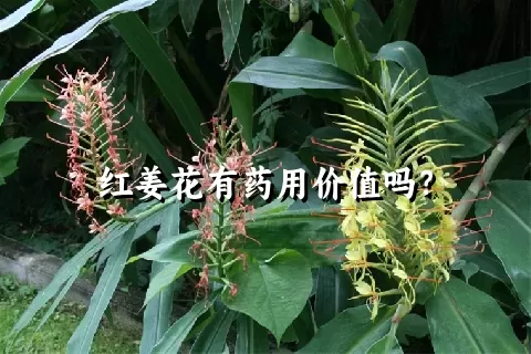 红姜花有药用价值吗？