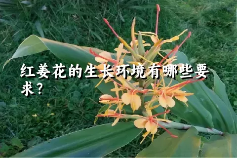 红姜花的生长环境有哪些要求？