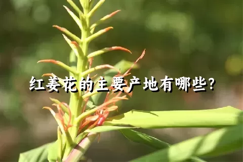 红姜花的主要产地有哪些？