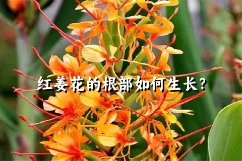 红姜花的根部如何生长？