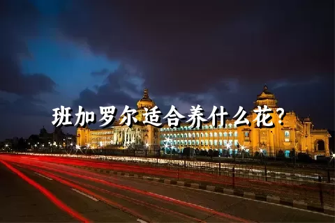 班加罗尔适合养什么花？