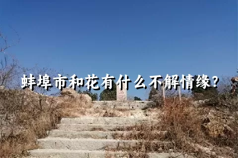 蚌埠市和花有什么不解情缘？