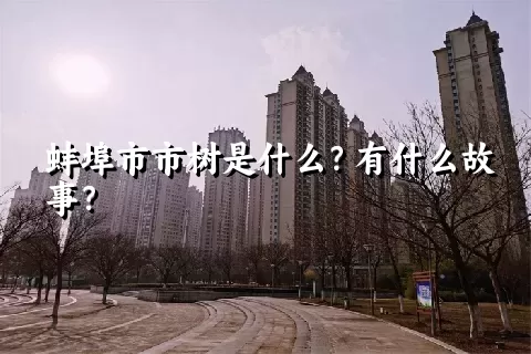 蚌埠市市树是什么？有什么故事？