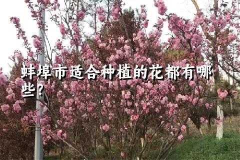 蚌埠市适合种植的花都有哪些？